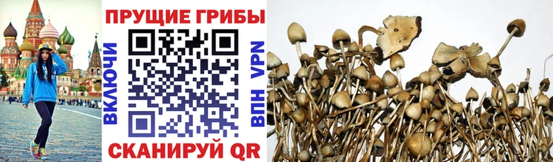Псилоцибиновые грибы мицелий  Купить закладки  Курчалой 
